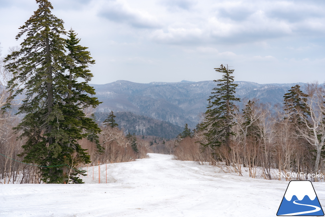 札幌国際スキー場｜2023・ゴールデンウィークがスタート！心配された雪ですが…。大丈夫、ちゃんと残ってくれました(^_-)-☆